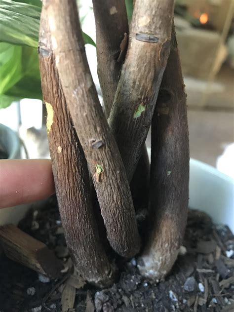 (10 c.) for more than a few hours. Should I remove this dead squishy trunk on my Money Tree ...
