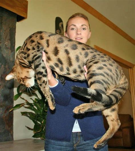 Savannah Cat Breed Information Facts And 30 Pictures Fallinpets