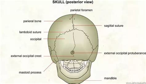 Back Of Head Skull Anatomy Tomos Mcfarland
