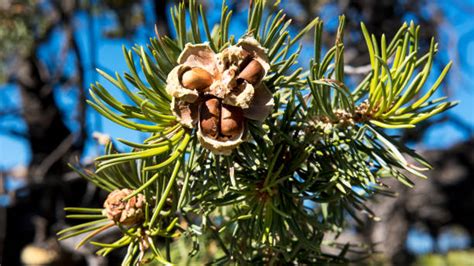 2300 Pinyon Pine Trees Stock Photos Pictures And Royalty Free Images