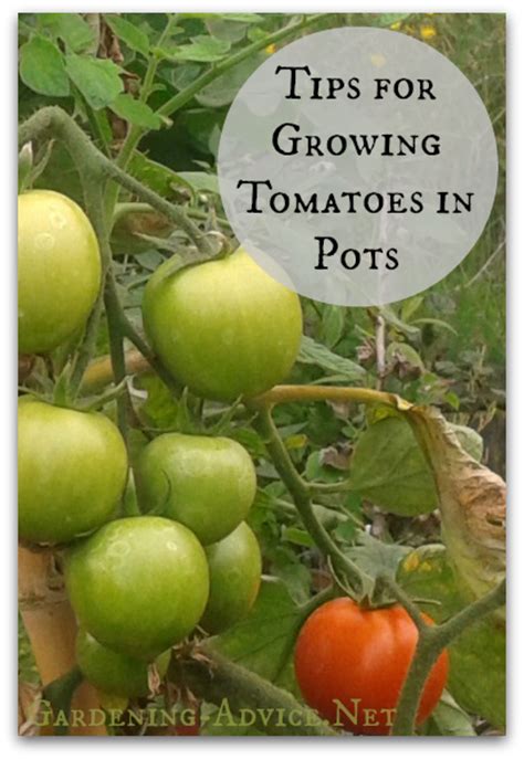 Once the season is over, the spent compost from the pots and grow bags can be used as a soil improver on the plot. Growing Tomatoes In Pots - How To Grow Tomatoes Indoors Or ...
