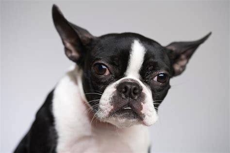 Portrait Of Dog Photograph By Jupiterimages Fine Art America