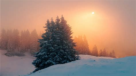 Forest And Fir Trees With Fog During Winter Sunset Hd Winter Wallpapers