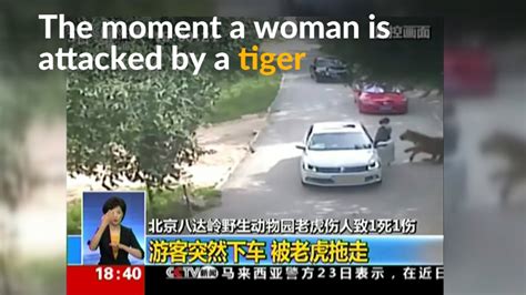 Dramatic Footage Shows Tiger Attacking Woman In Beijing Wildlife Park Youtube