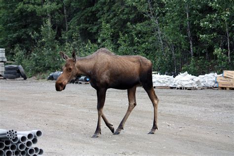 Fotos Gratis Fauna Silvestre Parque Nacional Alce Alaska Denali