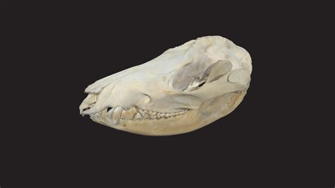 Virginia Opossum Skull Download Free 3d Model By Cleveland Museum Of