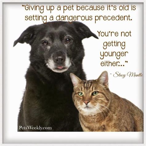 Caring For Your Senior Dog Animal Lover Quotes Dog Quotes Senior Dog