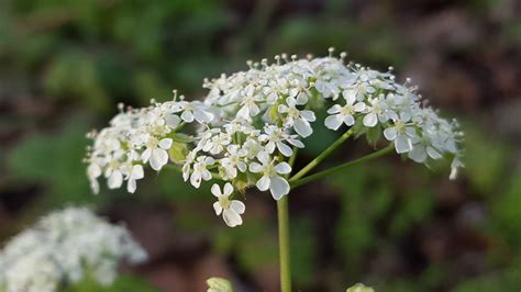 Cow Parsley Gjplantid