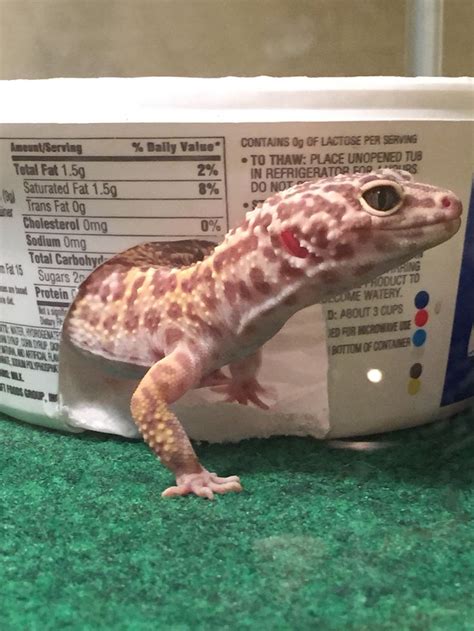 Wildscreen's arkive project was launched in 2003 and grew to become the world's biggest encyclopaedia of life on earth. bell albino leopard gecko | Leopard gecko, Leopard gecko ...
