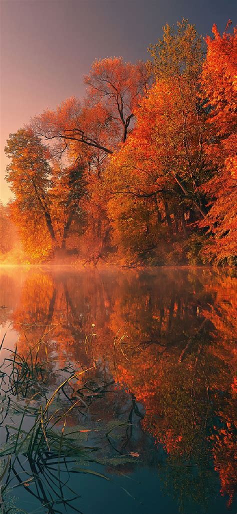 Trees Fall Reflection Autumn 4k Iphone X Wallpapers Free