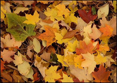 Picture Red Yellow Orange And Green Maple Leaves Northeast Wisconsin