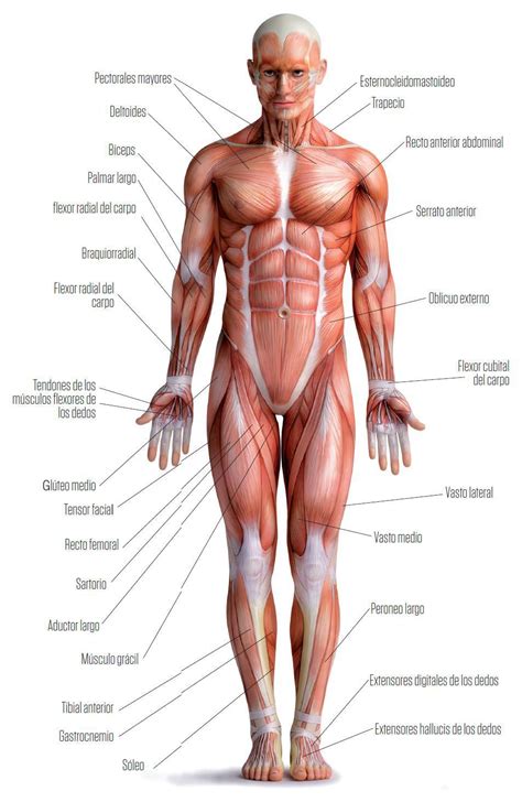 Partes Del Sistema Muscular Musculos Del Cuerpo Humano Cuerpohumano Images Hot Sex Picture