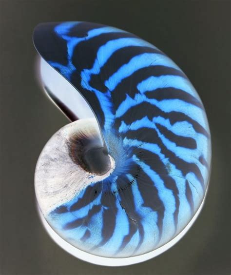 💖shell Nautilus 💖 Sea Shells Chambered Nautilus Shells
