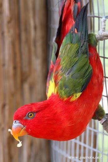 Parrot Encyclopedia Chattering Lory World Parrot Trust