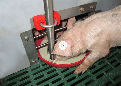 Automatic Pig Feeding