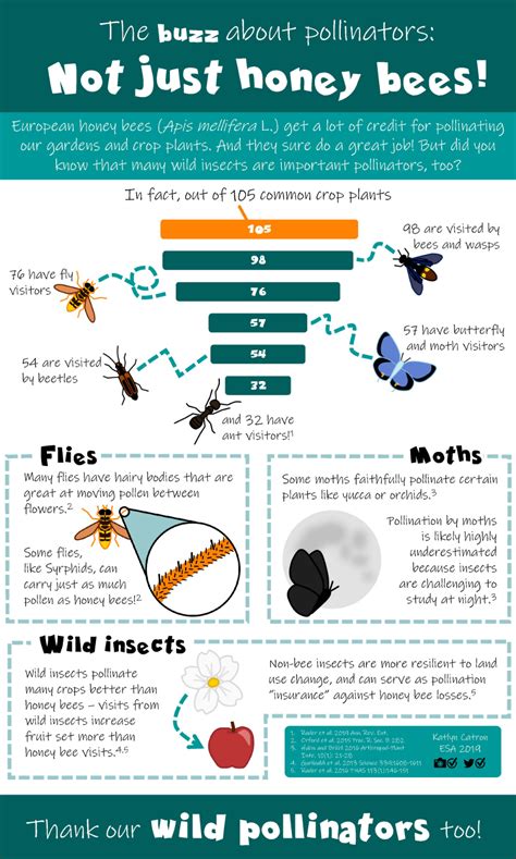 Infographic On Pollinators Entomology Senior Activities