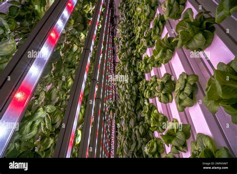 Barcelona, Spain. 21st Nov, 2023. Hundreds of lettuce and basil plants