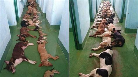 Heartbreaking Photo Shows How Many Dogs Are Euthanised At One Shelter A Day