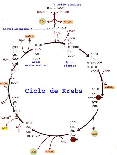 Ciclo De Krebs Bioquímica I