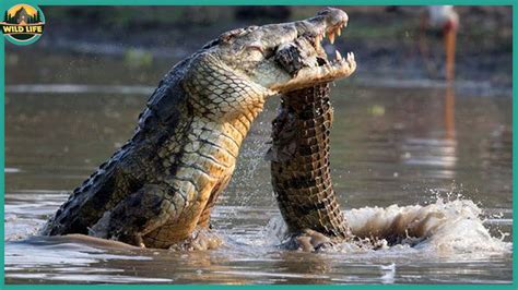 Top 15 Incredible Fights Between Crocodiles And Land Animals Youtube