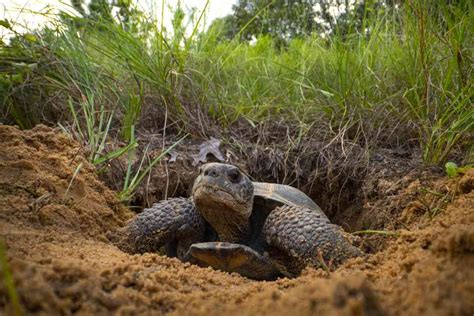 Eastern Population Of Gopher Tortoise Denied Federal Protection