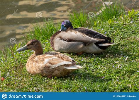 Close Up Of Two Mallard Ducks Sleeping In The Grass Anas Platyrhynchos