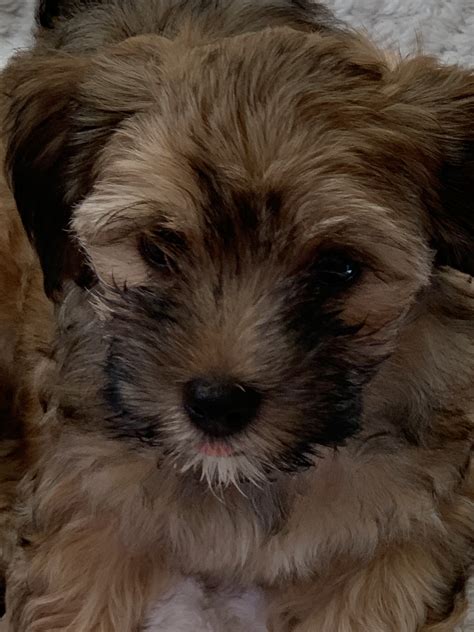 Morkie in dogs & puppies for sale. Morkie Puppies For Sale | Lima, OH #311955 | Petzlover