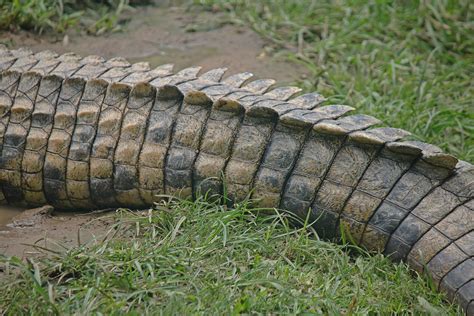 Close View Of Crocodile Tail Free Stock Photo Public Domain Pictures