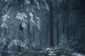 Winter Magic In Real Life Beautiful Photos Of Snow Covered Forests