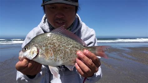 Red Tail Surf Perch Northern Cali Fishing Youtube