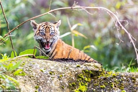 Rare Sumatran Tiger Cub Twins Emerge From Their Den At Chester Zoo For