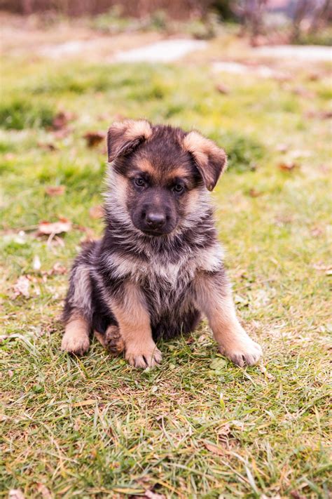 Taking to both its parents as far as its physical it ears may be erect like the german shepherd or floppy as that of the pug. Chart to Measure Growth Rate of Your German Shepherd - DogAppy