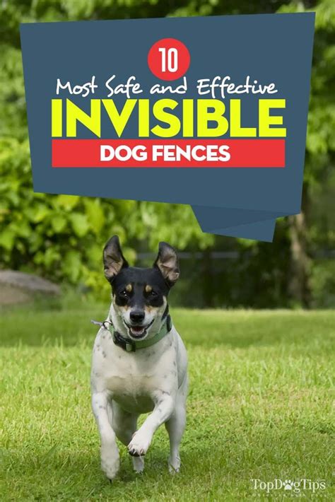 10 Best Invisible Dog Fences Dog Fence Wireless Dog Fence Invisible