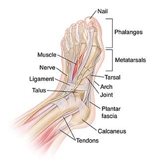 The knee joins the upper leg and the lower leg. Parts of a Foot