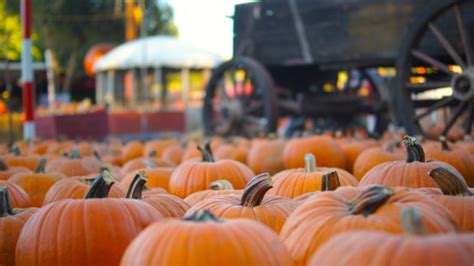 Best Pumpkin Patches In Los Angeles For Halloween Fun