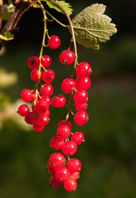 Red Currant Care Pruning And Harvest Of Currant Cooking Tips Video