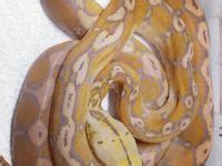 75 Pythons Ideas In 2021 Python Reptiles White Lips