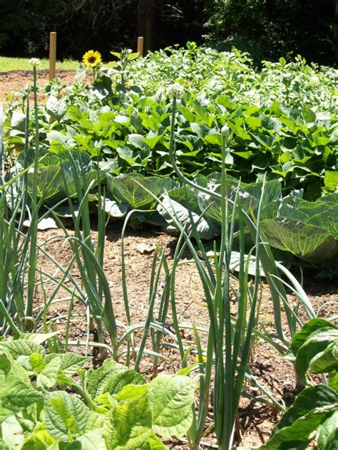 Back To Basics Vegetable Gardening Nc Cooperative Extension