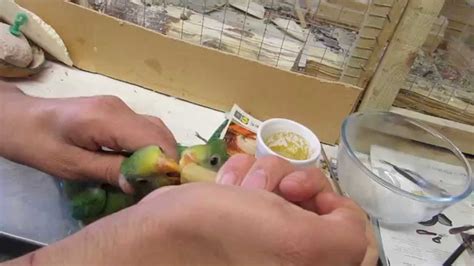 Superb Parrot Hand Feeding Youtube