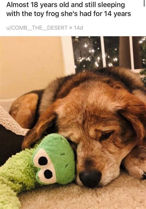 15 Photos That Prove A Dogs Loyalty Extends To Their Toys Too Cute