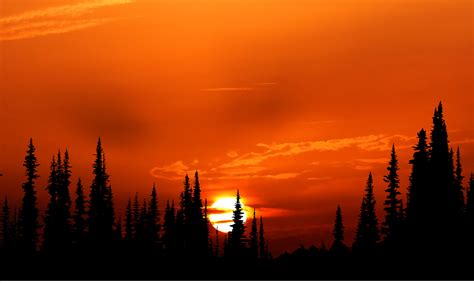 Sunset Orange Forest 4k Hd Nature 4k Wallpapers Images
