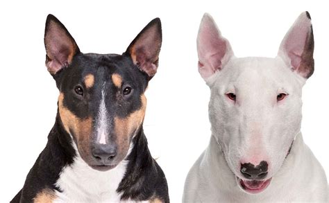 The Blissful Dog Bull Terrier Shop For Dry Noses Rough Paws And Anxiety