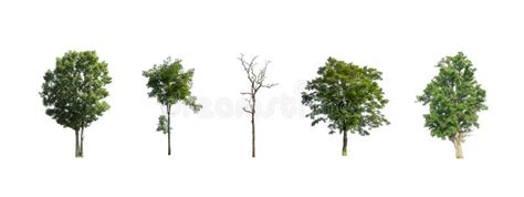 Collection Of Tree Set Of Isolated Trees On White Background Stock