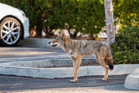 The Urban Coyote Patrol A Moment Of Science Indiana Public Media