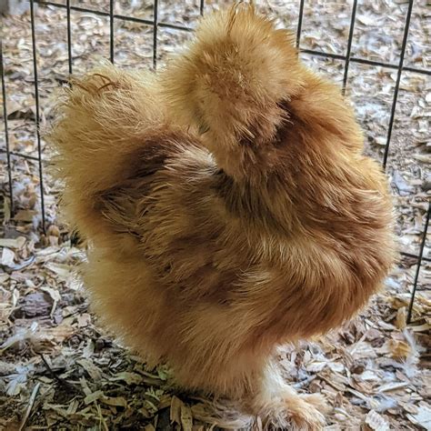 6 Buff Silkie Hatching Eggs Naked Neck Possible EBay