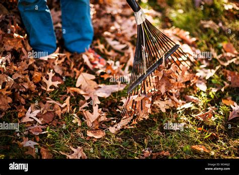 Boy Raking Autumn Leaves Stock Photo Alamy