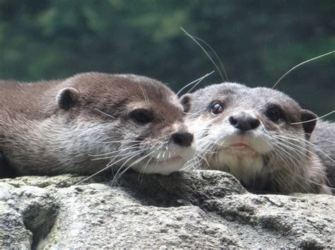 Asian Small Clawed Otters Zoochat