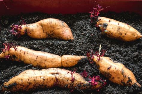 Starting Sweet Potato Slips How To Grow Sweet Potatoes From The Store