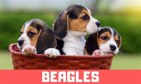 Funny Beagle Puppies Compilation Cute Beagle Puppies 2