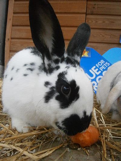 Real Life Easter Bunnies In Need Of A Home In Pictures Life And